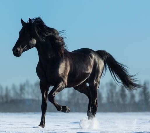 Mustang Pferd